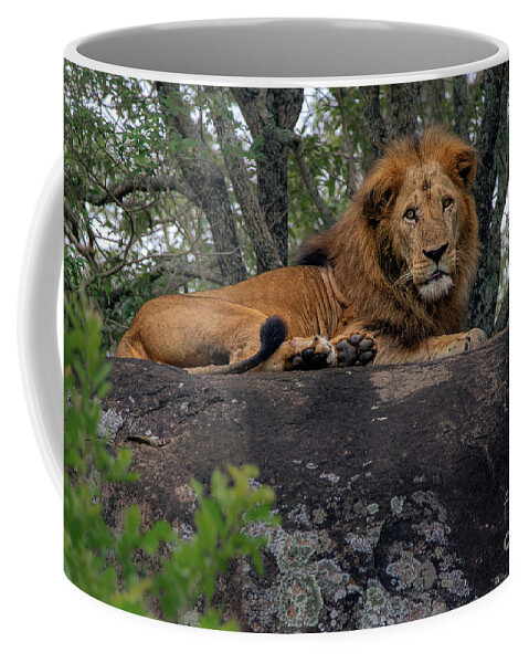Lion Coffee Mug featuring the photograph Lion Rocks by Peter Kennett
