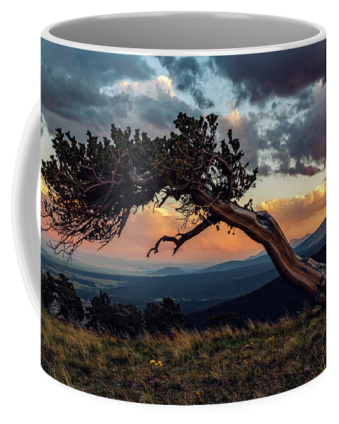 Bristlecone Coffee Mug featuring the photograph Little Bristlecone Pine at Sunset by David Soldano