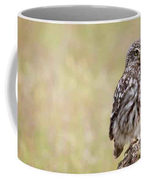 Little Owl Coffee Mug featuring the photograph Little owl by Hernan Bua