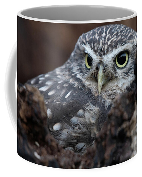 Little Owl Coffee Mug featuring the photograph Little Owl Portrait by Mark Hunter