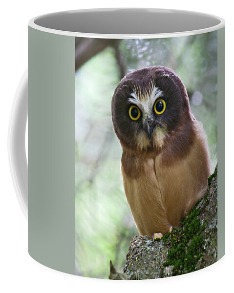 Birds Coffee Mug featuring the photograph Little Owl by Wesley Aston