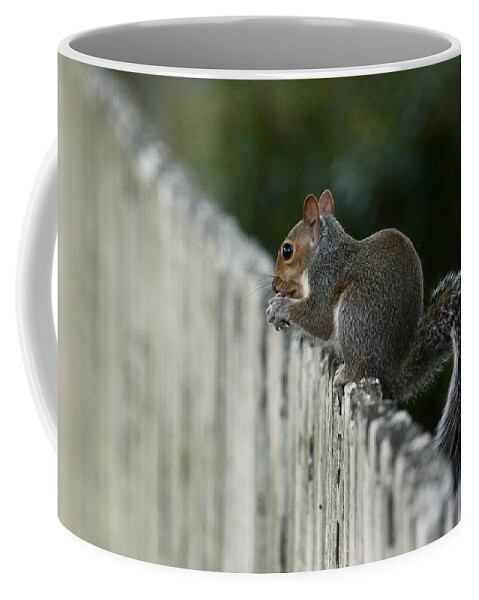 Squirrel Coffee Mug featuring the photograph Little Squirrel at the End of the Day by Rachel Morrison