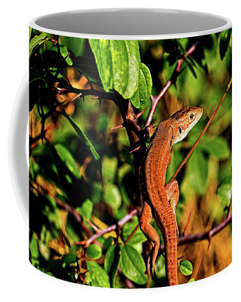 Lizard Coffee Mug featuring the photograph Lizard in the forest by Martin Smith