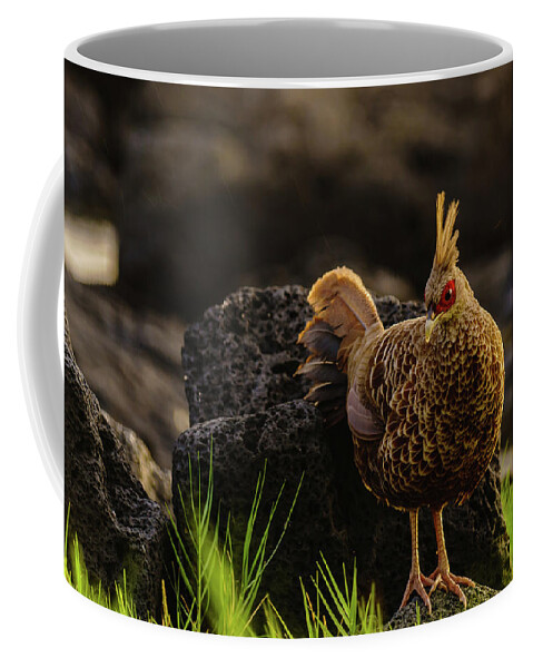 Hawaii Coffee Mug featuring the photograph Local Pheasant by John Bauer