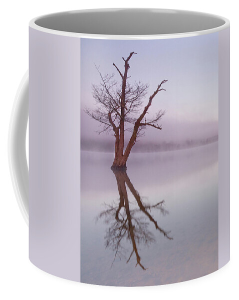 Landscape Coffee Mug featuring the photograph Lone tree in still lake in the mist at sunrise by Anita Nicholson