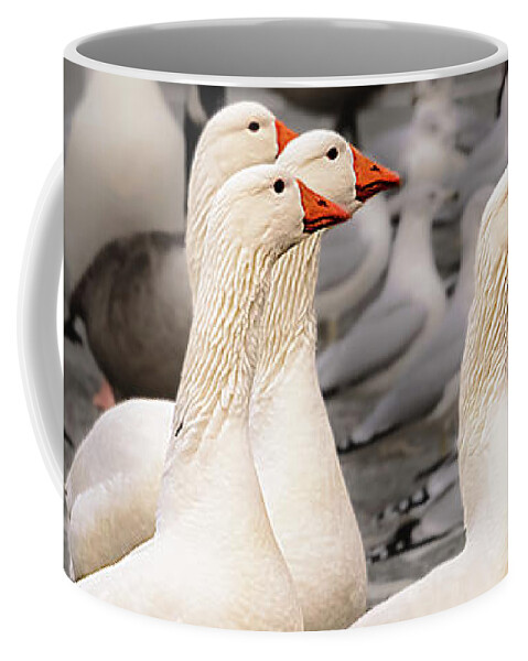 Nature Coffee Mug featuring the photograph Look to the Right by Robert Mitchell