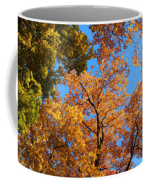 Autumn Trees Coffee Mug featuring the painting Look Up by Michael Rucker