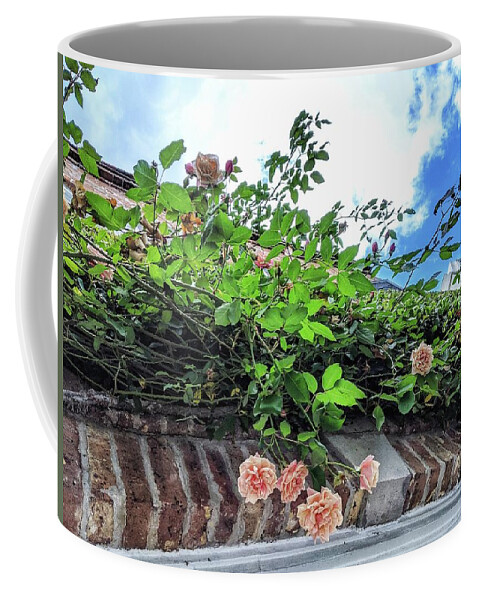 Peach Flowers Coffee Mug featuring the photograph Look Up by Portia Olaughlin