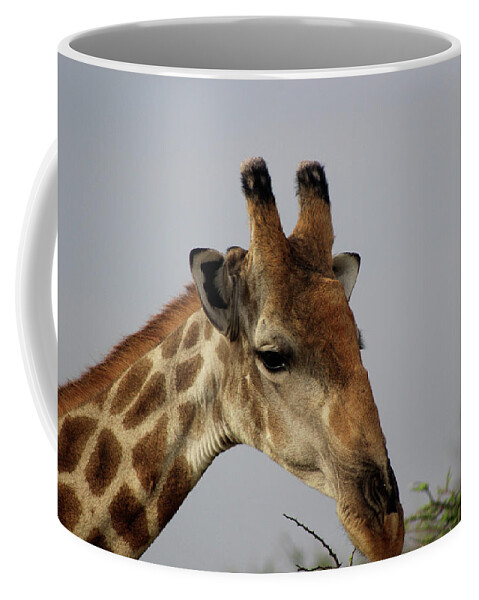  Coffee Mug featuring the photograph Looking down by Eric Pengelly