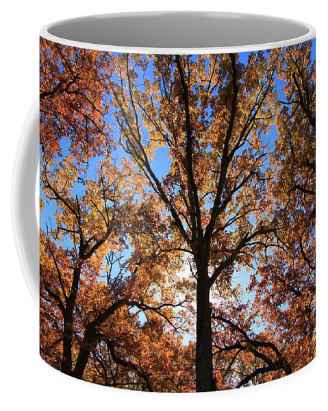Fall Coffee Mug featuring the photograph Looking Up #8 by Rick Rauzi