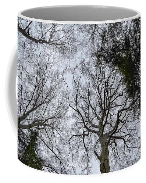 Looking Up Coffee Mug featuring the photograph Looking Up by Michelle Wittensoldner