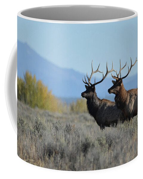 Elk Coffee Mug featuring the photograph Lords of Autumn by Whispering Peaks Photography