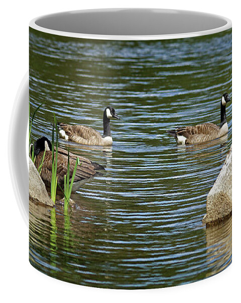 Water Fowl Coffee Mug featuring the photograph Lost Lagoon by Cameron Wood