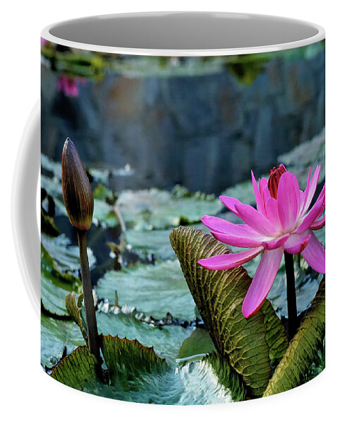 Lotus Coffee Mug featuring the photograph Lotus Blossom by Craig Brewer