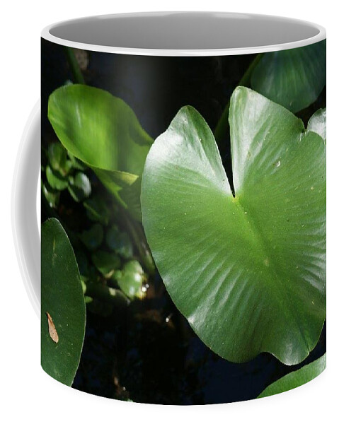 Florida Coffee Mug featuring the photograph Love the Swamp by Lindsey Floyd