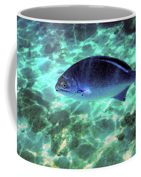 Chub Coffee Mug featuring the photograph Lowfin Chub by Anthony Jones