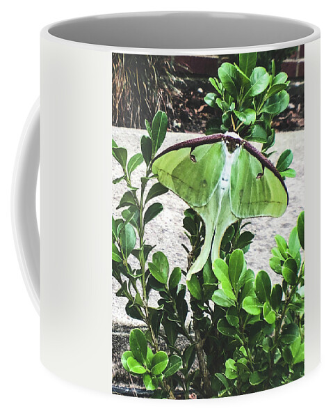 Photograph Coffee Mug featuring the photograph Luna Moth by Kelly Thackeray