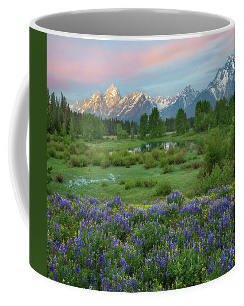 00586307 Coffee Mug featuring the photograph Lupine In Meadow, Grand Teton National Park, Wyoming by Tim Fitzharris