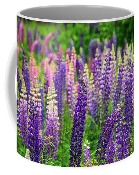 Vermont Coffee Mug featuring the photograph Lupines Panoramic by Tim Kirchoff