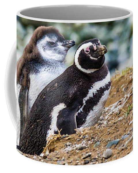 Penguin Coffee Mug featuring the photograph Magellan penguins on the Isla Magdalena, Chile by Lyl Dil Creations