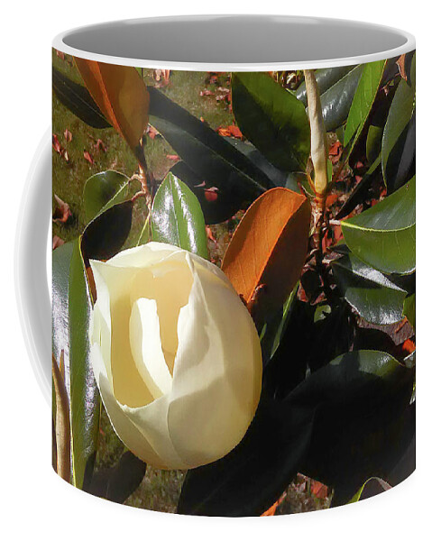 Flower Coffee Mug featuring the photograph Magnolia Begining by C Winslow Shafer
