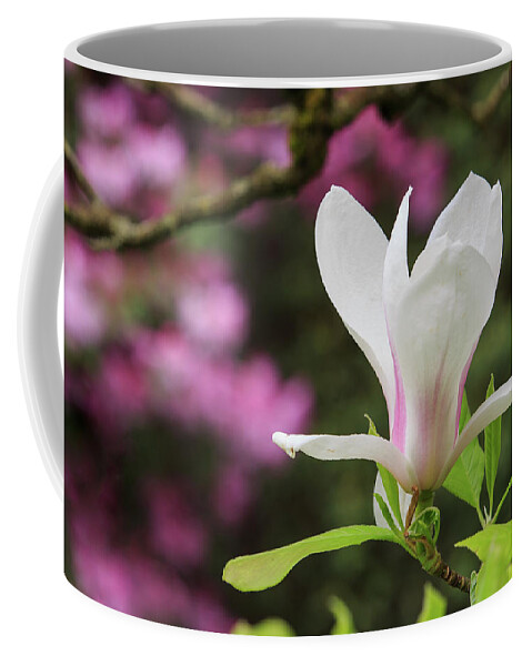 Japanese Garden Coffee Mug featuring the photograph Magnolia by Briand Sanderson
