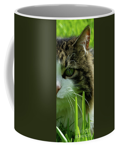 Maine Coon Coffee Mug featuring the photograph Maine Coon Cat Photo A111018 by Mas Art Studio