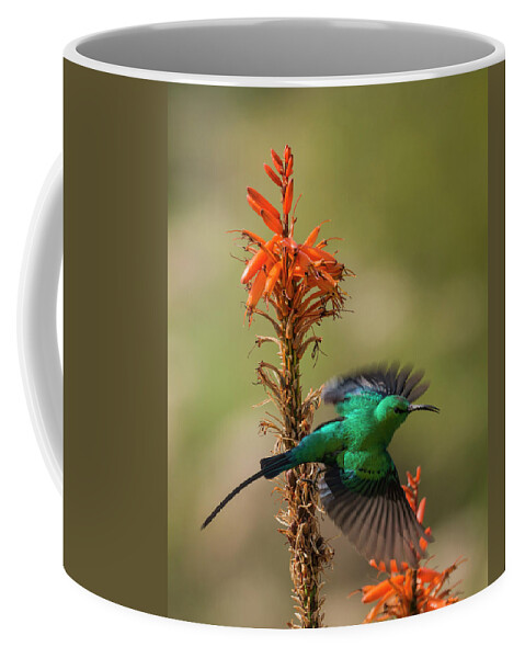 Bird Coffee Mug featuring the photograph Malachite Sunbird 2 by Claudio Maioli