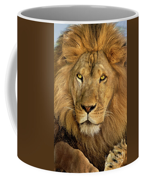 Dave Welling Coffee Mug featuring the photograph Male African Lion Portrait Wildlife Rescue by Dave Welling