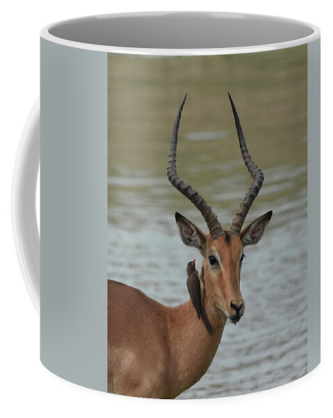 Impala Coffee Mug featuring the photograph Male Impala with Oxpecker by Ben Foster