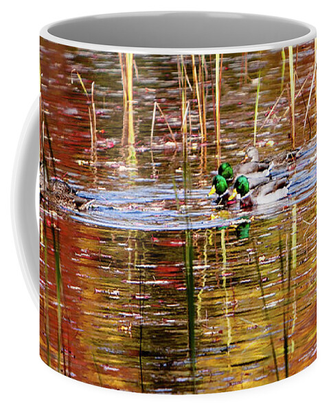 Lake Winnipesaukee Coffee Mug featuring the photograph Male Mallards on the Rut in Autumn by Jeff Folger