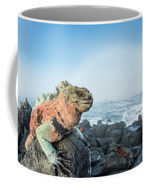 Animals Coffee Mug featuring the photograph Male Marine Iguana And Fogbow by Tui De Roy