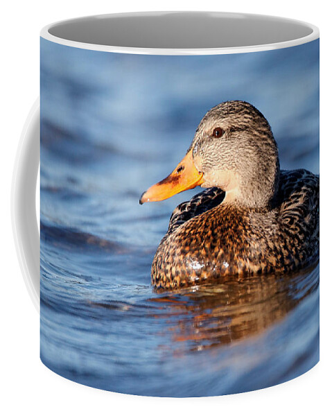 Mallard Coffee Mug featuring the photograph Mallard Duck Relaxing by Sue Harper