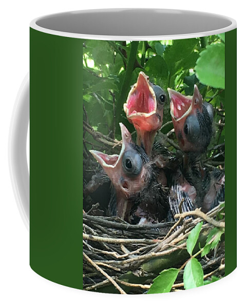 Baby Birds Coffee Mug featuring the photograph Mama feed me by Colette Lee