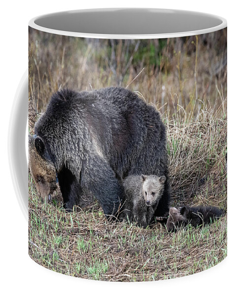 Grizzly Coffee Mug featuring the photograph Mamma and three by Shannon Carson