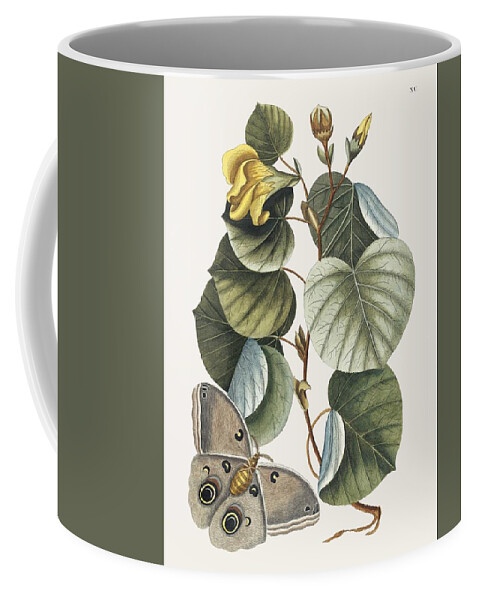 Flower Coffee Mug featuring the painting Mano Tree Ketmia from The natural history of Carolina, Florida, and the Bahama Islands 1754 by M by Mark Catesby