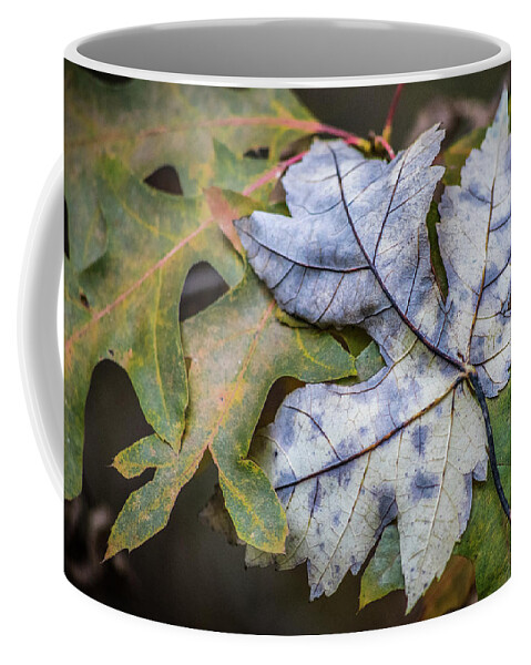 Archbold Coffee Mug featuring the photograph Maple And Oak by Michael Arend