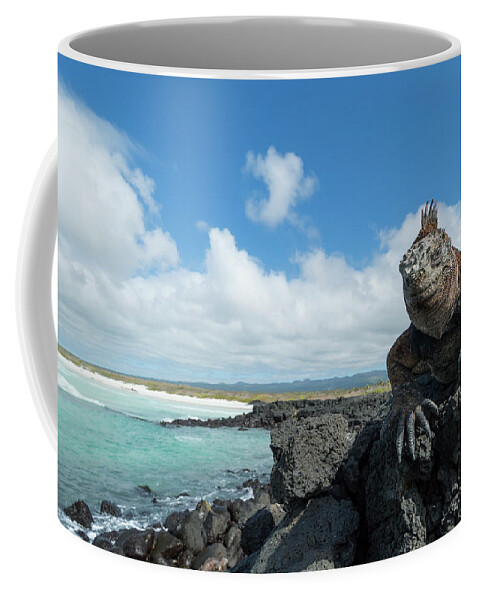 Animals Coffee Mug featuring the photograph Marine Iguana Basking, Tortuga Bay by Tui De Roy