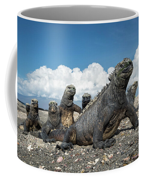 Animal Coffee Mug featuring the photograph Marine Iguanas Basking At Punta Espinosa by Tui De Roy