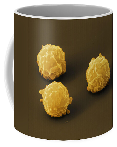 Blood Cell Coffee Mug featuring the photograph Marrow Cells by Meckes/ottawa