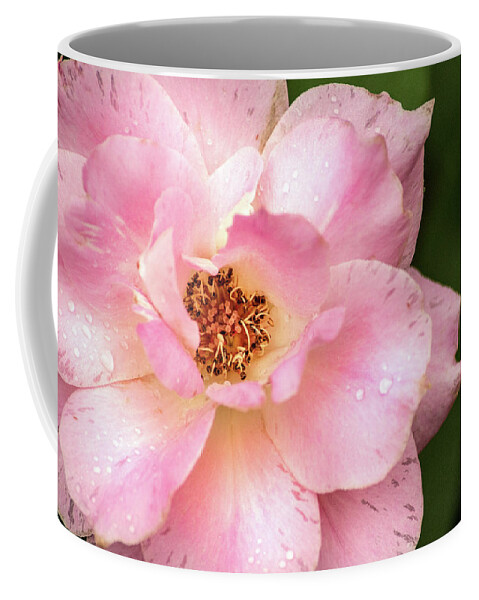 Flower Coffee Mug featuring the photograph Maryland Pink Rose by Don Johnson