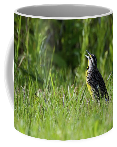 Meadowlark Coffee Mug featuring the photograph Meadowlark Serenade by T Lynn Dodsworth