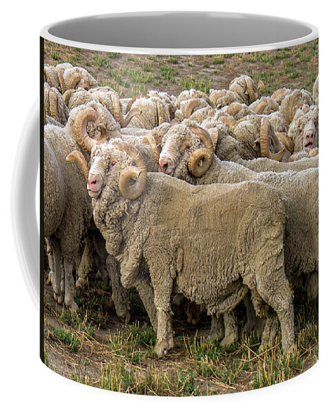 Merino Coffee Mug featuring the photograph Many Merino Sheep by Leslie Struxness