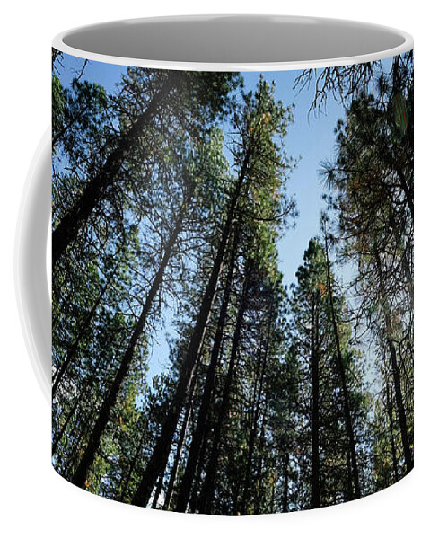Forest Coffee Mug featuring the photograph Metolius River Trees by Sherrie Triest