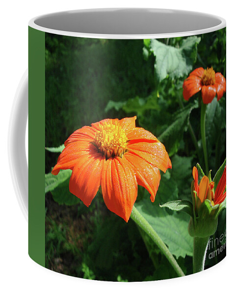 Mexican Sunflower Coffee Mug featuring the photograph Mexican Sunflower 26 by Amy E Fraser