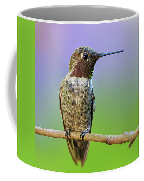 Animal Coffee Mug featuring the photograph Midsummer Night's Dream IV - Male Anna's Hummingbird by Briand Sanderson