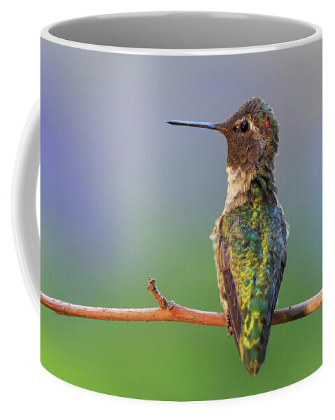 Animal Coffee Mug featuring the photograph Midsummer Night's Dream V - Male Anna's Hummingbird by Briand Sanderson