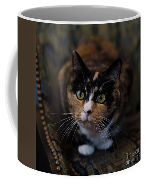 Calico Cat Coffee Mug featuring the photograph Mischa by Irina ArchAngelSkaya