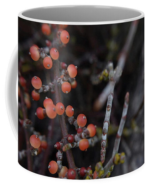 Berries Coffee Mug featuring the photograph Mistletoe by Melisa Elliott