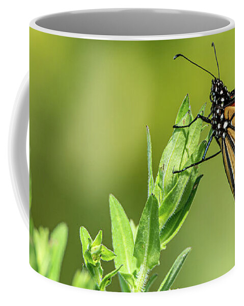 Monarch Coffee Mug featuring the photograph Monarch at the Marsh by Amfmgirl Photography